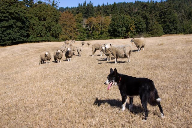 Zak working with the sheep